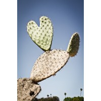 Walking Mexico logo - Similar company to Emergence Field Labs
