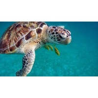 Sea Turtles Alive logo - Similar company to Plastic Conscious