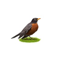 Robindale Media logo - Similar company to Sure2Win Advertising