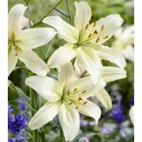 Lily Photography logo - Similar company to World Class Textiles