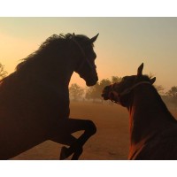 Horse Health Care Online logo - Similar company to Equestrian Technology