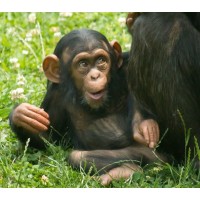 The Literate Ape, Llc