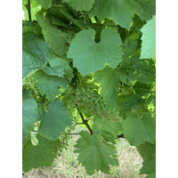 Domaine de Tartifume logo - Similar company to Domaine De Gagnebert