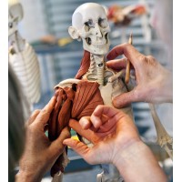 ANATOMY IN CLAY® Learning System from Zahourek Systems Inc. logo - Similar company to Tensegrity