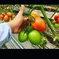 Acoca & Co Fresh Produce logo - Similar company to Iar - International Agricultural Research, Inc.