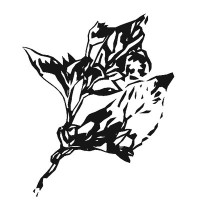 Belladonna* Collaborative