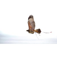 Falcon Tech logo - Similar company to Falcon Technologies