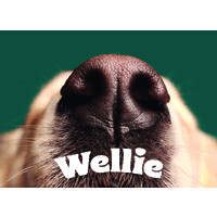 Wellie logo - Similar company to Strategydotzero