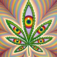 Higher Vision Cannabis Company logo - Similar company to Green Horizons