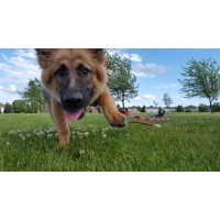 Jeanette's PAWS LLC logo - Similar company to No More Worries Pet Concierge, Llc