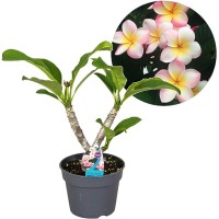 Flower pot.jjzz logo - Similar company to The Flower Pot Ltd