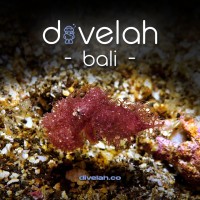 Dive Lah logo - Similar company to Gametize