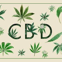 Cbd 1111 logo - Similar company to Cbd Essentials Usa