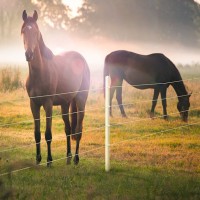 Horse Health logo - Similar company to Frost Partners