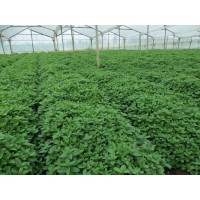Fresh Sensation LLC logo - Similar company to Microgreens Holland