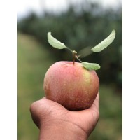 Wunsch Farms logo - Similar company to King Orchards