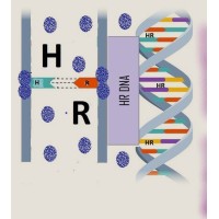 HR DNA 01 logo - Similar company to Leontion; Creative Business Development