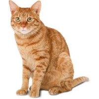CAT TRANSLATORS logo - Similar company to Brisson Traduction