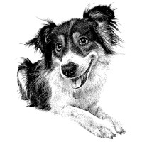 Suzie's CBD Treats logo - Similar company to Red Sage Integrative Veterinary Partners