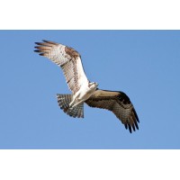 Osprey Scientific