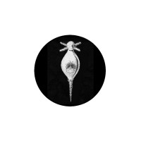 PROJECTILES logo - Similar company to Espacea