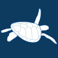 Blue Turtles Swimming