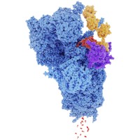 The Proteasome Center logo - Similar company to Cannalife Ltd
