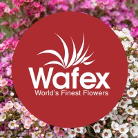 Wafex logo - Similar company to Alca Avionics, Inc.
