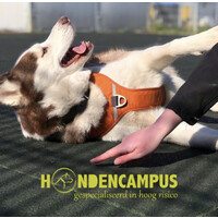 HondenCampus logo - Similar company to Nova Windowfashion