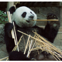 Den Luddovne Bogholder logo - Similar company to Sandgrav Solutions A/S