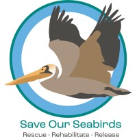 Save Our Seabirds