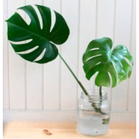 Go Grow - it's Fun! logo - Similar company to Xaas Dev