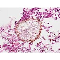 Manchester Fungal Disease Centre logo - Similar company to Fri (Fondation Rurale Interjurassienne)