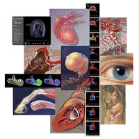 Augusta University Department of Medical Illustration logo - Similar company to Iso-Form