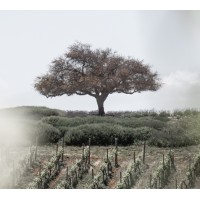 Viña Casas del Bosque logo - Similar company to Undurraga Wine Group