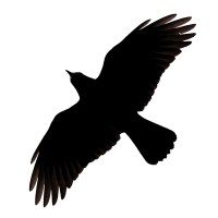 Ravenhill Removals