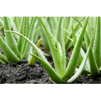 Alovera products logo - Similar company to Alovera
