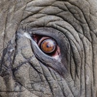 TAWICO Picha: Tanzania Wildlife Conservation Photo Project logo - Similar company to Gkepf