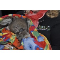 animalia wildlife shelter logo - Similar company to Bjbac Group