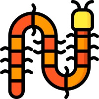 Tandu Webs