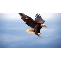 EAGLE MINERAL SURVEYING logo - Similar company to T3N Resources