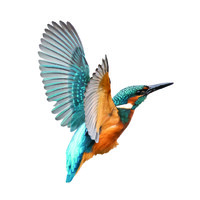 Kōtare Aviation Ltd logo - Similar company to Fourtex Pty Ltd