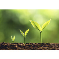 TheBean® logo - Similar company to The Thompson Group