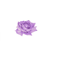 Julia Rose Golomb Consulting