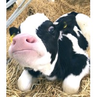 Bufalo Süt Ürünleri Gıda Paz. Tic. LTD. ŞTİ. logo - Similar company to Argon Gıda