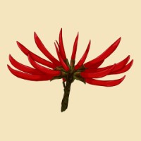 Mulungood logo - Similar company to Mulungu Studio