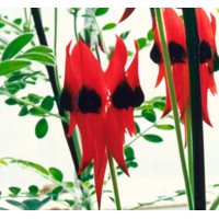 Dls Horticulture