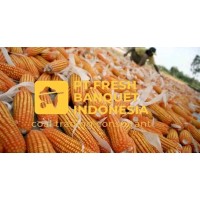 Dry corn export and trading logo - Similar company to Luna Amanah International