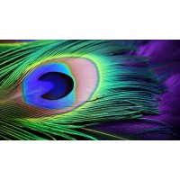 Centrum Veerkracht logo - Similar company to Dockwerk