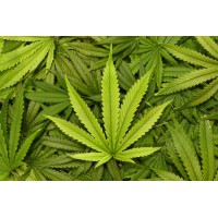 Medical Hemp CBD logo - Similar company to Kbz Pharma Sas - Medical Cannabis & Research